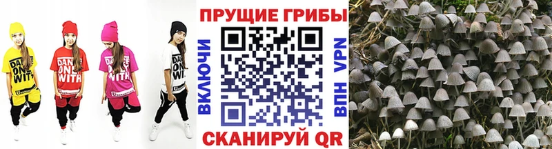 mega ссылка  купить наркотики цена  Черепаново  Галлюциногенные грибы мицелий 